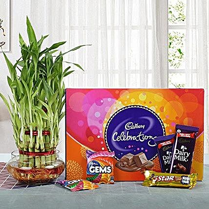 Combo of Good Luck Plant and Chocolates:Order Plants n Chocolates