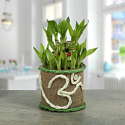 Om Two Layer Bamboo plant:Janmashtami Gifts