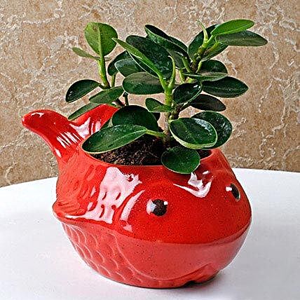 Red fish vase with Ficus