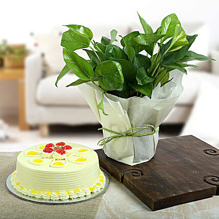 Gift cake with Money Plant:Cakes N Plants