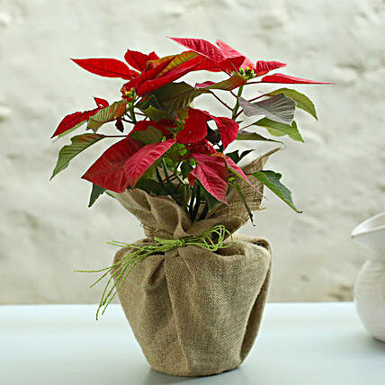 Red Poinsettia plant in a plastic pot