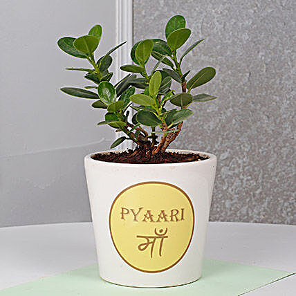 happy mothers day plant:Ficus Plants