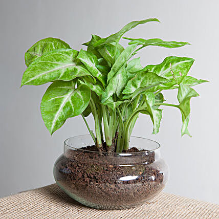 Syngonium golden plant  in a round glass potpourrie vase