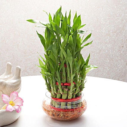 Three layer bamboo plant in a round glass vase plants gifts:Send Spiritual Vastu Plant