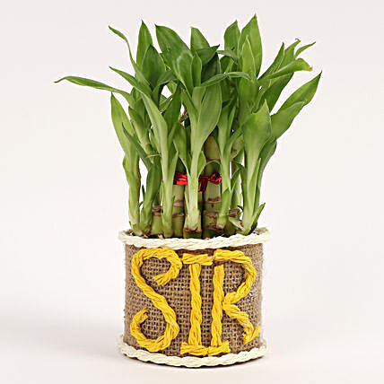 bamboo plant in glass vase