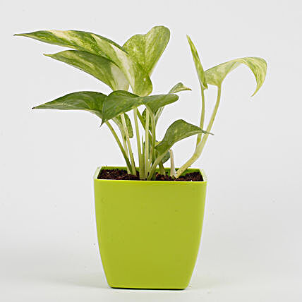 outdoor money plant for décor:Foliage Plants