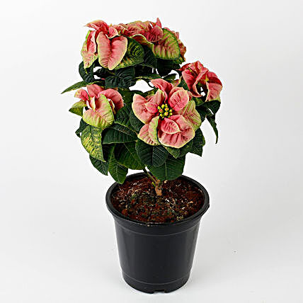 poinsettia winter rose plant in pot