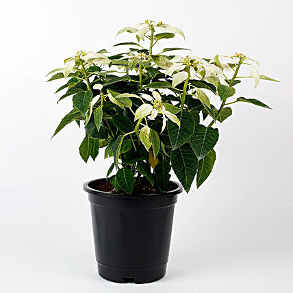 white poinsettia plant in simple pot
