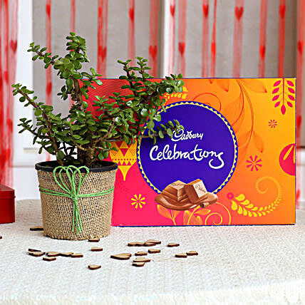 Plant and cadbury celebration Combo:Buy Plants Combos