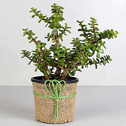 Jade Pot Plant  for valentine