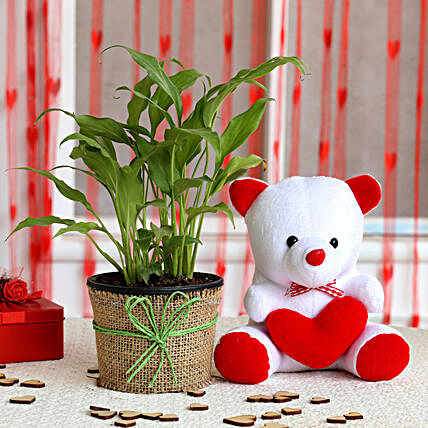 Plant and Teddy Combo for valentine