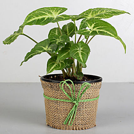 Plant with black pot  for valentine:Send Plants for Birthday