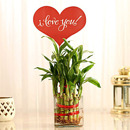 Bamboo Gift for Valentines Day:Same Day Plant Delivery