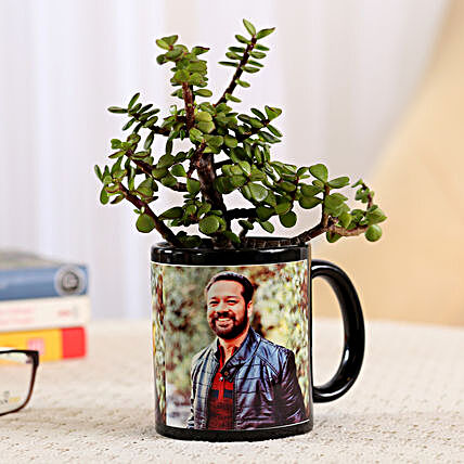 jade plant in coffee mug