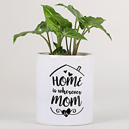 Order Unique Gifts for Mothers Day from Daughter via FNP