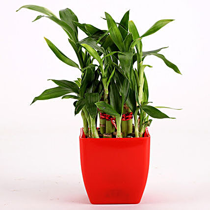 bamboo plant in red pot