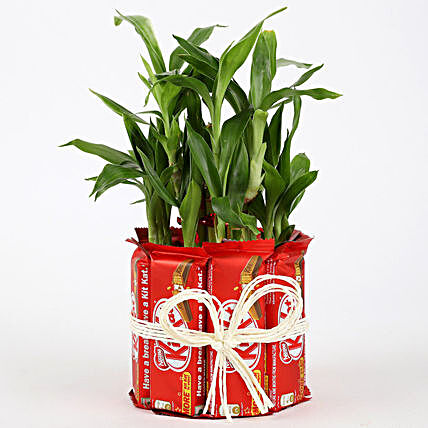 Bamboo Plant with Chocolate Online:Send Plants n Chocolates