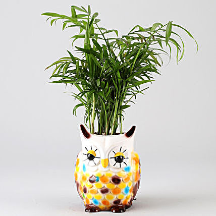 chamaedorea plant  in owl shape pot:Resin Planters