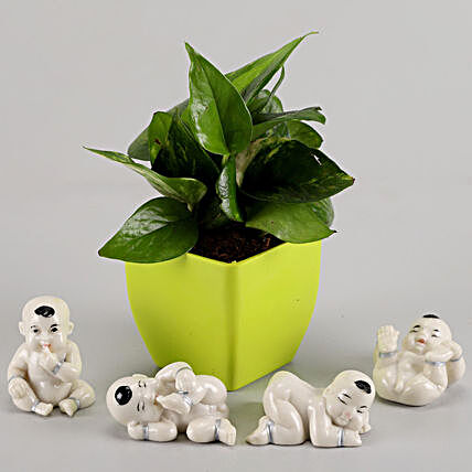 plant with show piece online