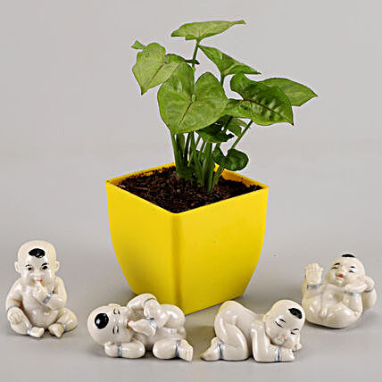 syngonium plant in yellow pot with show piece