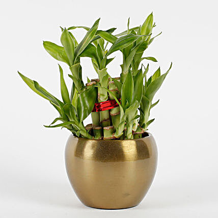bamboo plant in copper metal pot