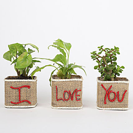 I Love You Pot with Plant Online