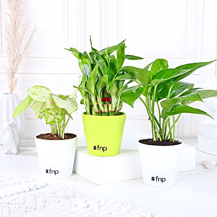 Set of 3 Bamboo Plant Online