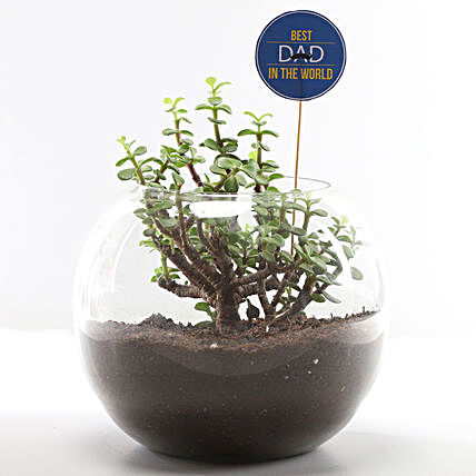 Terrarium Plant Online for Father's Day Gift