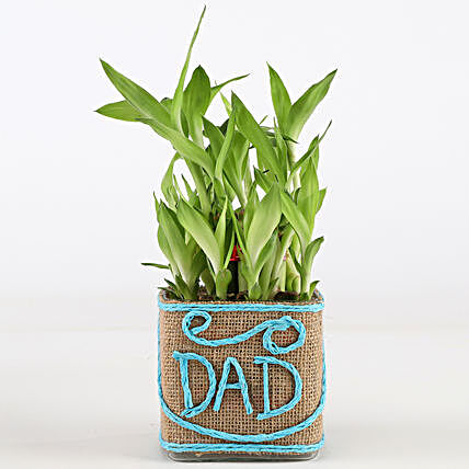 Father's Day Plant for Dad:Birthday Gifts for Dad