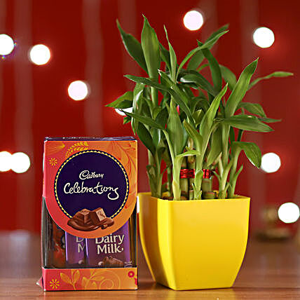 Bamboo Plant & Cadbury Celebrations Box:Plant Combos