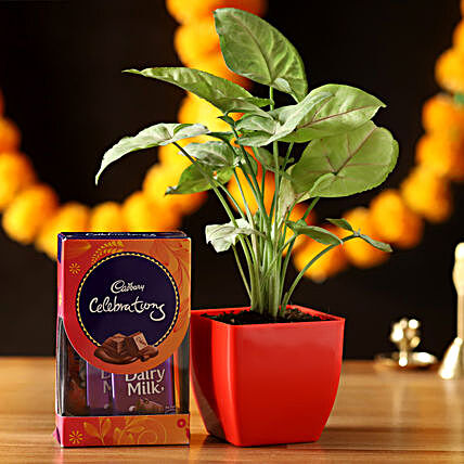 Syngonium Plant With Cadbury Celebrations:Idols