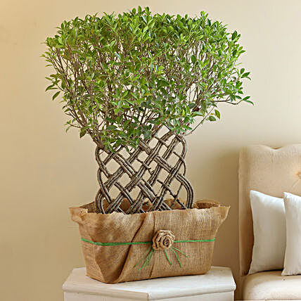 online ficus bonsai plant:Plastic Planters