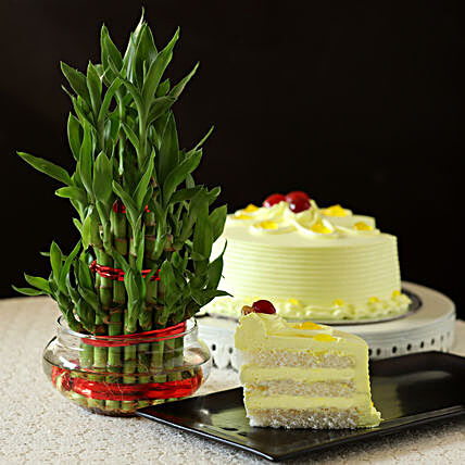 Gift Bamboo with Cake:Cakes N Plants