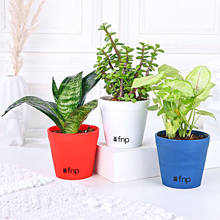 Combo of 3 Indoor Plants Online