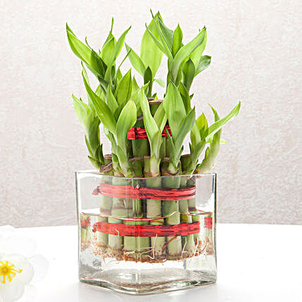Two layer bamboo plant with a square glass vase plants gifts:Send Plants for House Warming Gift