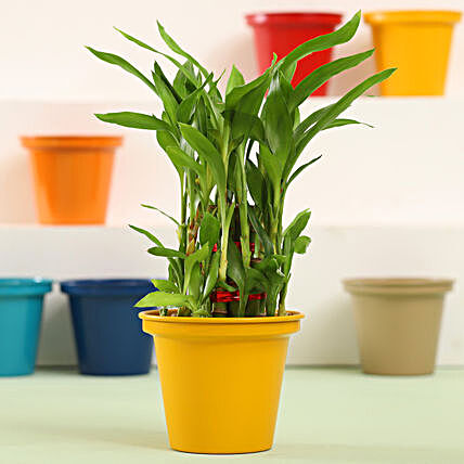 Lucky Bamboo in Pot Plant Online