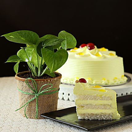 Online Money Plant With Eggless Cake