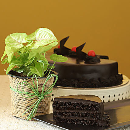 Online Syngonium Plant With Cake