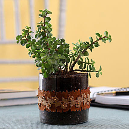 Plant with Lace Decorated Planter
