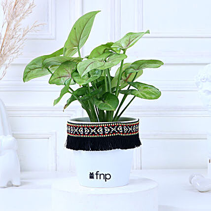 Plant In Lace Decorated Pot Online