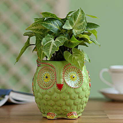 good luck plant in owl shape planter