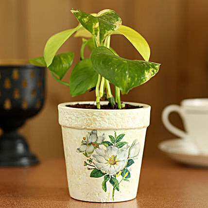 Golden Money Plant In Green Pot:Money Tree Plant Delivery