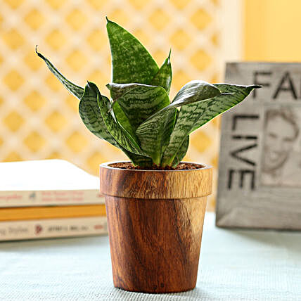 Plant In Beautiful Wooden Planter