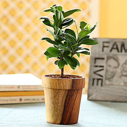 Plant with Planter For Table Top:Wooden Planters