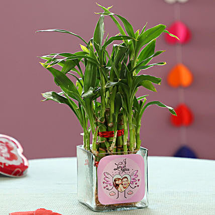 Bamboo Plant For Valentine's Day