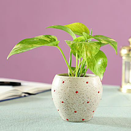 good luck plant for home décor:Money Plants