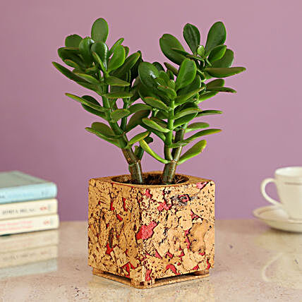 Indoor Plant In Cork Pot Online:Succulents and Cactus Plants