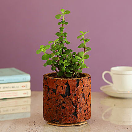 Plant In Cork Pot Online
