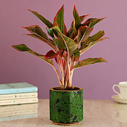 Pink Plant In Green Pot Online:Wooden Planters