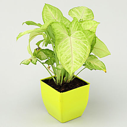 online plant in green planter
